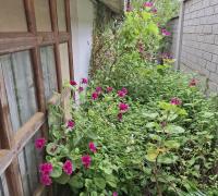 Rodeada de naturaleza 