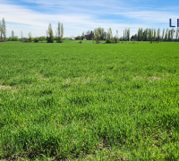 agua a 4 metros de profundida; ideal para inversionistas que quieran subdividir. 