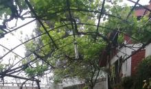 Amplio parron