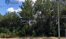 frontis con árboles