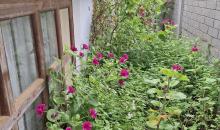 Rodeada de naturaleza 