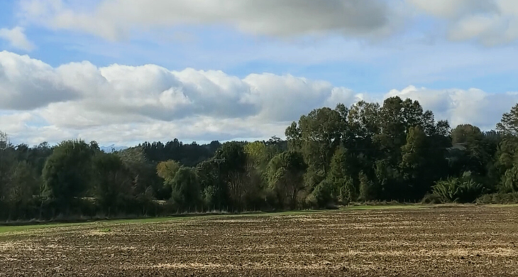 agricola