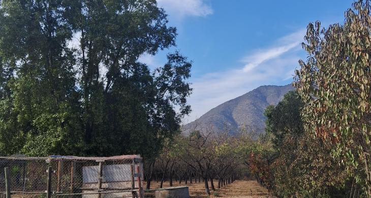 50 almendros en producción, pozo funcionando